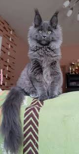 Pin On Cute Funny Animals Pictures Kittens Cats Dogs And Others