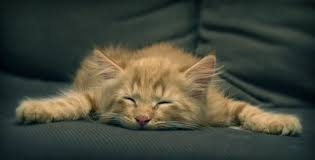 Image result for Tired