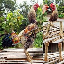 Kelebihan Ayam Pama Malow Krawing Petarung Handal Dan Ciri Khasnya Ternak Ayam Ayam Gambar