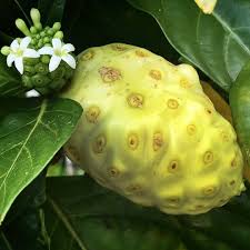 Image result for Morinda