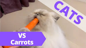 Fantastic quality & style at george at. Cats Vs Carrots Youtube