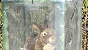 Army of robot rabbits deployed in fight against Florida pythons