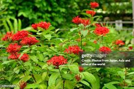 Image result for Ixora coccinea
