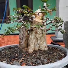 Bonsai murbei adalah salah satu tanaman yang berasal dari cina dan sangat familiar di budidayakan masyarakat indonesia. Bonsai Rukem Besar Shopee Indonesia