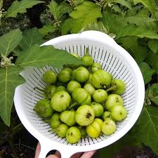 Image result for Solanum aethiopicum
