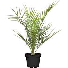 psl is one of the fastest growing shipping and logistics services companies in the middle east today. Palme Verschiedene Sorten Topf O Ca 17 Cm Kaufen Bei Obi