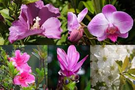 Naturally, this extends to flowers. 10 Best Asian Flowers And Their Meanings With Pictures Florgeous