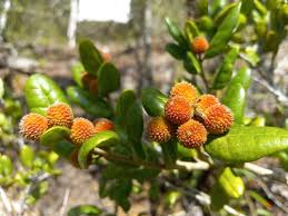 Image result for Chaetocarpus