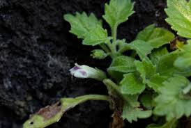 Image result for Stemodiopsis rivae