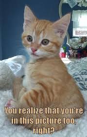 If You Happy And You Know It Say Meow You Realize That You Re In This Picture Too Right Happy Birthday Funny Cats Cute Baby Animals Funny Cat Memes