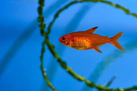 Ember Tetra Is The Fire Tetra Right For Your Aquarium Betta Tank Mates Tropical Fish Aquarium Betta Tank