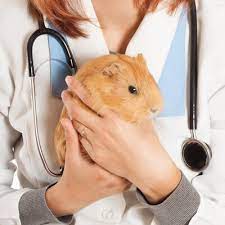 Handling Your Guinea Pig The Brook Vet