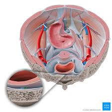 Check spelling or type a new query. Arteria Sacralis Mediana Anatomie Verlauf Und Aste Kenhub