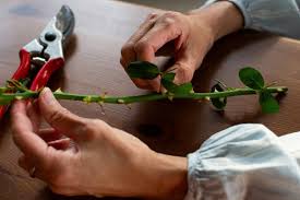 Image result for cuttings of roses