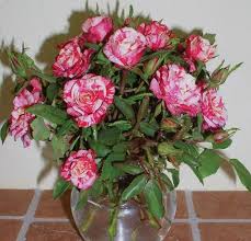 Most varieties of mini roses are hardy in u.s. Patriot Kordana Miniature Roses Roses Heirloom Roses Heirloom Roses Flower Pots Rose