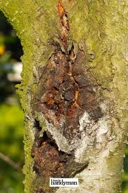 Powdery mildew on apples will look like a velvety covering on leaves and branches. 46 Tree Removal Ideas In 2021 Tree Removal Tree Tree Care