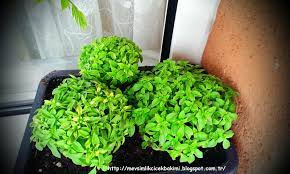 Dağ eteklerinin yamaçlarında yetişen fesleğenlerin bakımlar zordur. Feslegen Ocimum Basilicum Bakimi Cicek Bakimi Cicek Cesitleri Cicek Turleri Cicek Isimleri