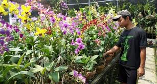 Yuk, lihat 10 tanaman hias spesies perwakilan dibawah ini! Menghiasi Pasar Ekspor Dengan Inovasi Tanaman Hias