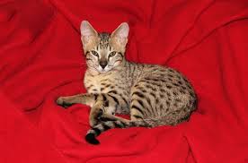 1 of the biggest cat breeds in the world, is again no. The 5 Most Expensive Cat Breeds In The World