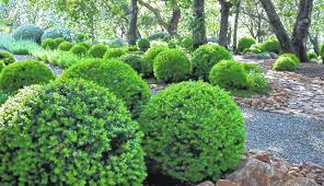 It also works well in a sheared hedge as a border. Boxwoods Are Ideal Foundation Shrub Portsmouth Daily Times