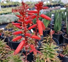 Image result for Aloe lutescens