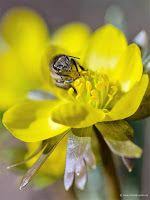 Winterling Bienen Und Nutzlinge Im Garten Gartenblog Geniesser Garten Wildbienen Solitarbienen Und Hummeln Nutzlich Gartenblog Wildbienen Blumenzwiebeln