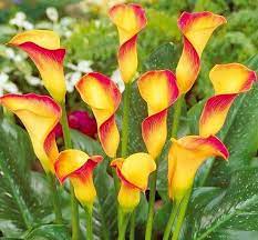 Yellow And Red Calla Lillies Flowers Perennials Rare Flowers Calla Lily Bulbs