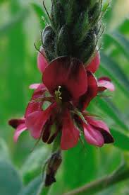 Image result for Indigofera daleoides