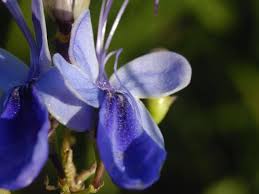 Image result for Rotheca myricoides