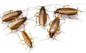 Antropoda mempunyai peredaran darah, tetapi darahnya tidak berwarna, pertumbuhannya lama mengalami metamorfosis (perubahan bentuk). Metamorfosis Kecoa Pengertian Jenis Tahapan Urutan Dan Siklus