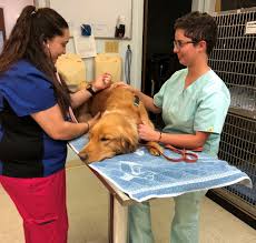 Losing a pet is one of life's hardest events. Veterinarian In Albuquerque Nm Academy Pet Hospital