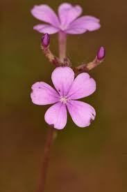 Image result for Buchnera randii