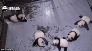 Chinese Baby Panda S Powerful Sneeze Scare The Fur Off Its Four Siblings Daily Mail Online