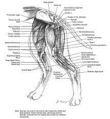 He immediately started limping, he wasn't whimpering, just holding his leg up, we took him to the vet, the vet diagnosed the cut to be just skin, and stitched him up. Dog Hind Leg Anatomy Anatomy Drawing Diagram