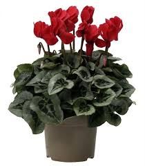 как ухаживать за цикламеном в домашних условиях после покупки Ciklamen Persidskij Houseplants Plants Garden