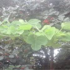 Image result for Adenia panduriformis