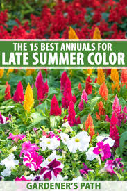 To make your window boxes more interesting, combine different species of flowers with the same spectrum of colors, such as this monochromatic purple mix of petunias, million bells, pansies and trailing vines. The 15 Best Annuals For Late Summer Color Gardener S Path