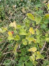 Image result for Kedrostis foetidissima