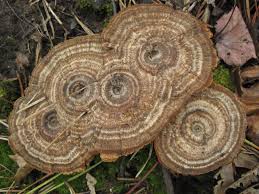 Image result for Pancovia holtzii