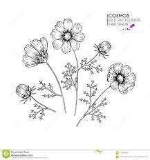 Hand Drawn Wild Hay Flowers Cosmos Or Cosmea Flower Vintage Engraved Art Botanical Illustration Flower Line Drawings How To Draw Hands Floral Tattoo Sleeve