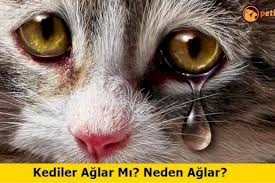Kediler Aglar Mi Neden Aglar Petipanya