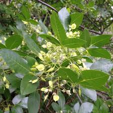 Image result for Hippocratea crenata