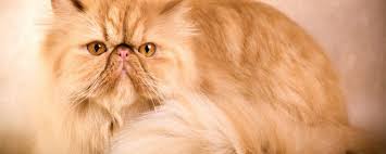 كل شئ عن القطط الشيرازى قطط بيرشن دليل العيادات البيطرية دكتور بيطري بين يديك