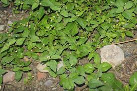 Image result for Lippia woodii