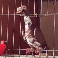 Absurdly Beautiful Pigeons: English Carrier | Pigeon Breeds, Pigeon  Pictures, Pet Birds