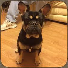 Black White And Brown French Bulldog Logan Black And Tan Stud At At Dd N N Open For Stud Service French Bulldog French Bulldog Autism Service Dogs Bulldog