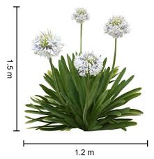 Check spelling or type a new query. Agapanthus Plants Flowers Features And Growers Guide