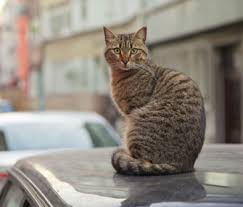 We are worried sick and i can't go a day without crying. What Should You Do When You Find A Lost Dog Or Cat