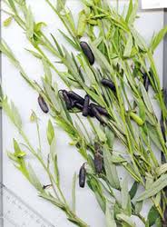 Image result for Crotalaria mesopontica