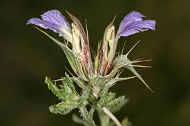 Image result for Blepharis diversispina